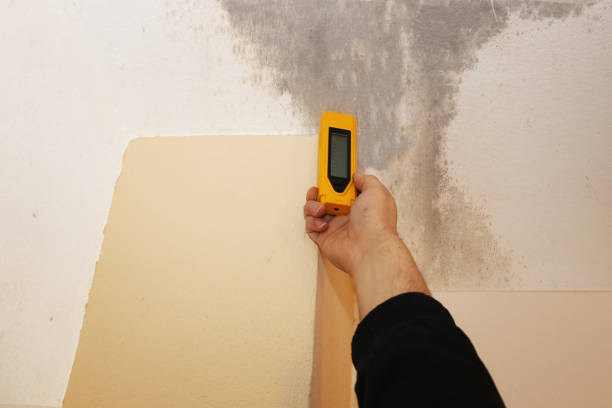 Best Forensic Mold Investigation  in Hopkins, MN