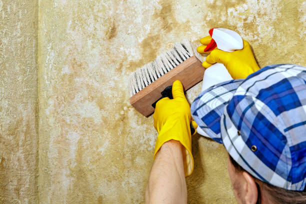 Best Emergency Mold Remediation  in Hopkins, MN