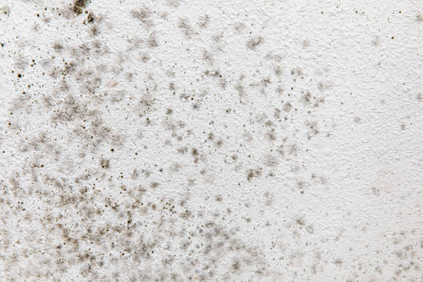 Best Attic Mold Removal  in Hopkins, MN