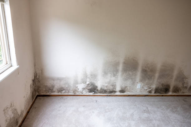 Best Mold-Related Health Consultation  in Hopkins, MN