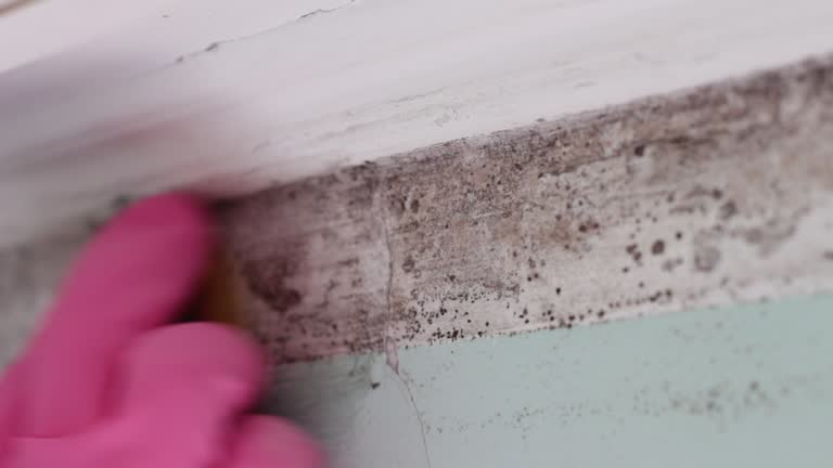 Best Airborne Mold Testing  in Hopkins, MN